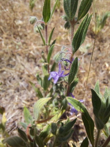 iNaturalist observation photo of Vinegar Weed