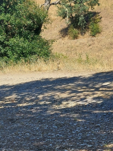 iNaturalist observation photo of California Ground Squirrel