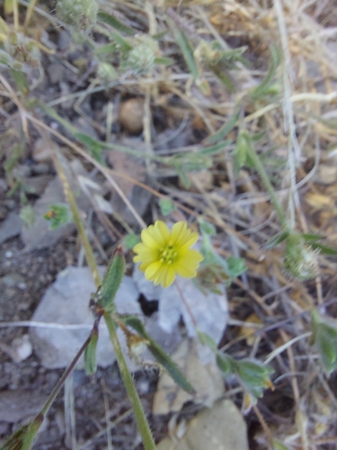 iNaturalist observation photo of Lagophylla