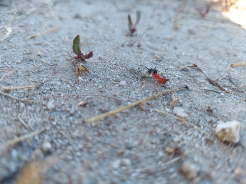 iNaturalist observation photo of Bicolored Carpenter Ant