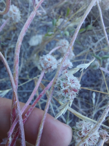iNaturalist observation photo of pink spineflower