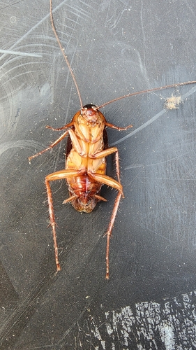 American Cockroach
