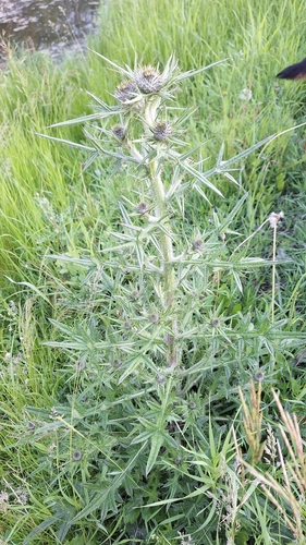 Bull Thistle