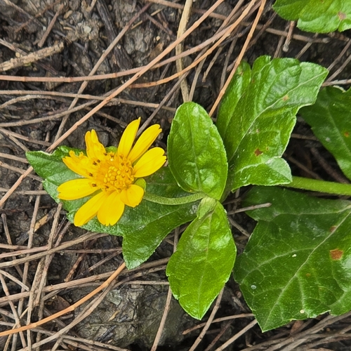 Trailing Daisy