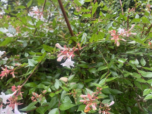 Glossy Abelia