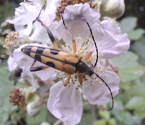 Spotted Longhorn Beetle