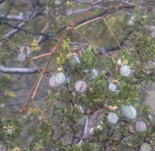 Creosote Bush Walkingstick