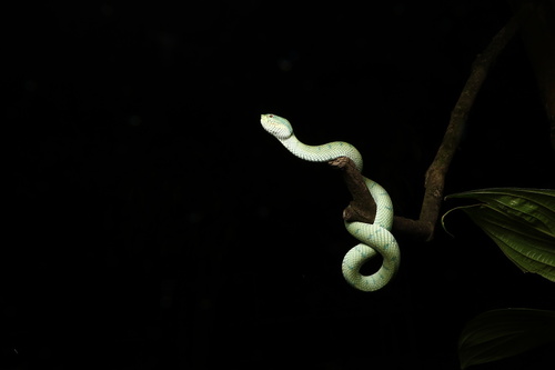 Bornean Keeled Pit Viper