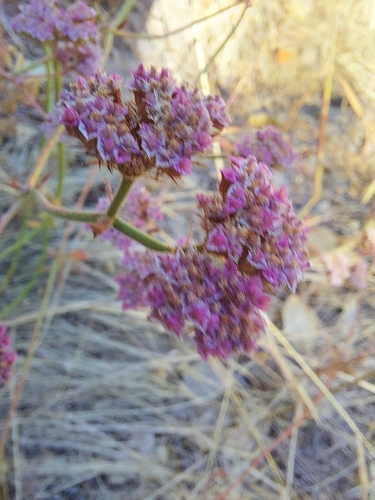 iNaturalist observation photo of Douglas' Spineflower