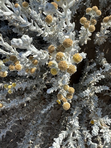 Cottonweed