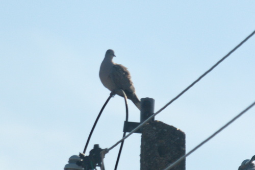 Eurasian Collared-Dove