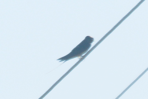 Barn Swallow
