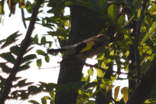 European Goldfinch