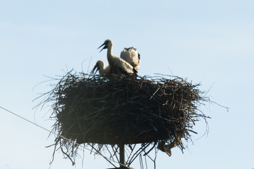 White Stork