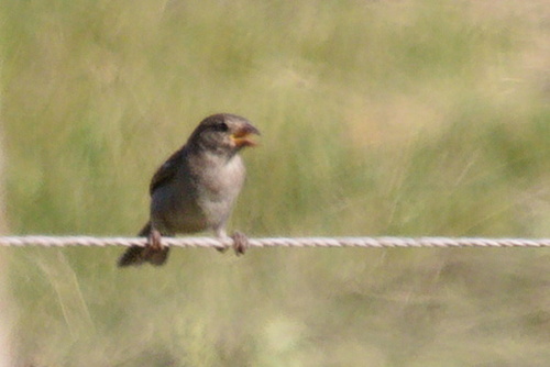 House Sparrow