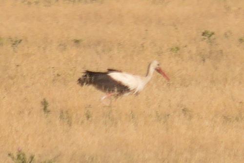 White Stork