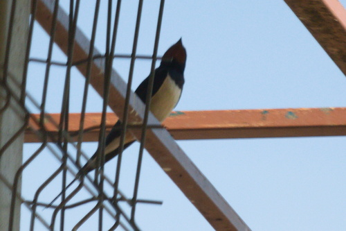 Barn Swallow