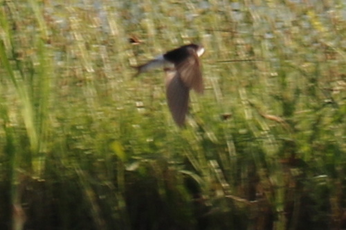 Western House Martin