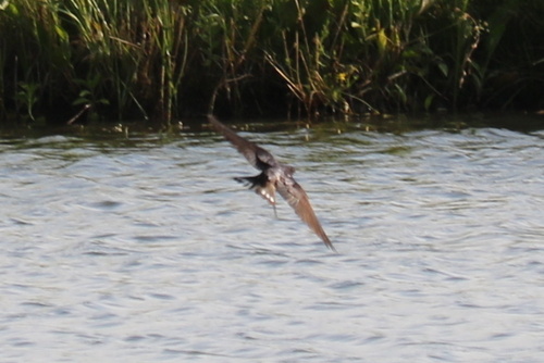 Barn Swallow