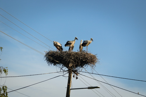 White Stork