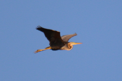 Purple Heron