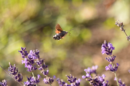 Eurasian Hummingbird Hawkmoth