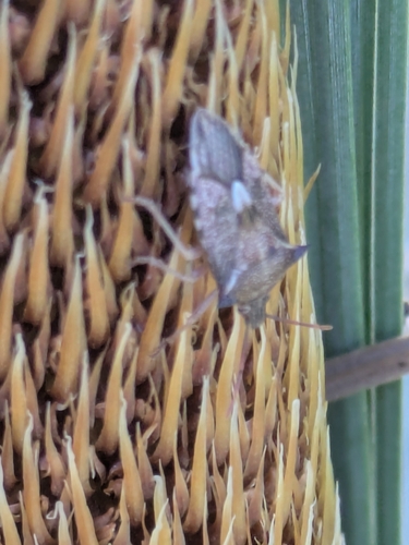 Schellenberg's soldier bug