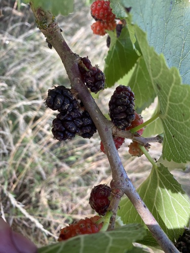 black mulberry