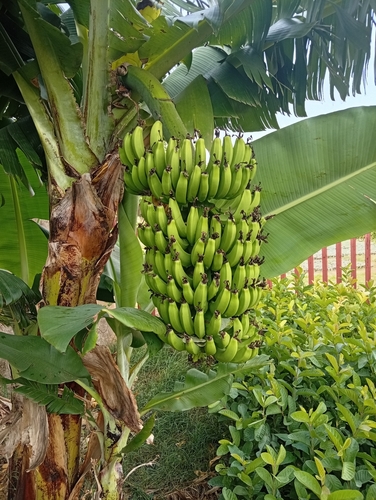 Cavendish banana