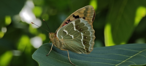 Cardinal Butterfly