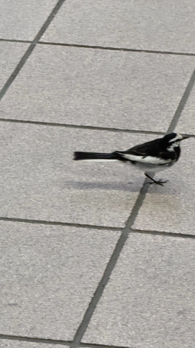Black-backed Wagtail