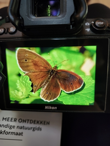 Ringlet