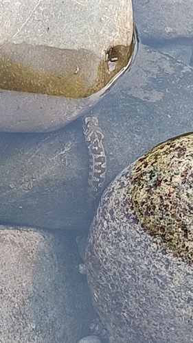 Viperine Snake