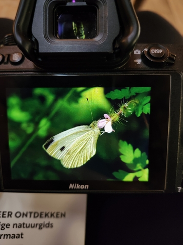 Southern Small White