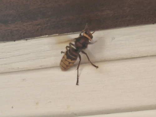 European Hornet
