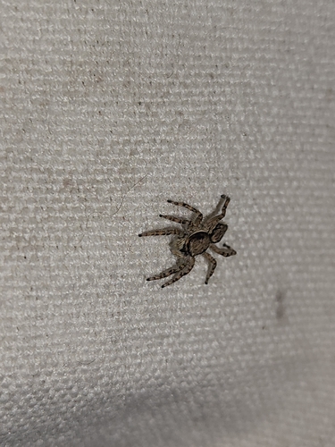 Gray Wall Jumping Spider