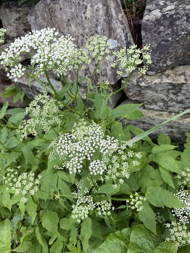 Goutweed
