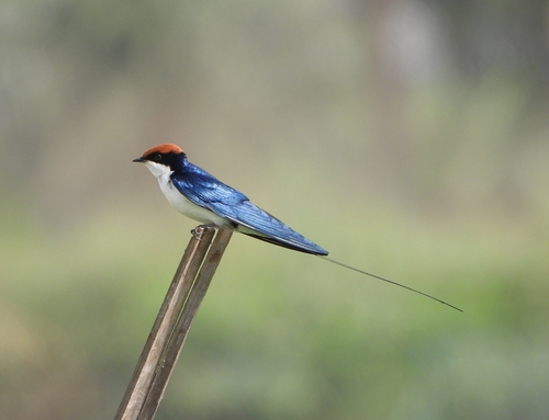 Wire-tailed Swallow