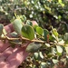Acacia monticola