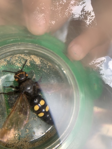 Mammoth Scoliid Wasp