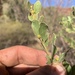 Acacia monticola