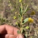 Acacia monticola
