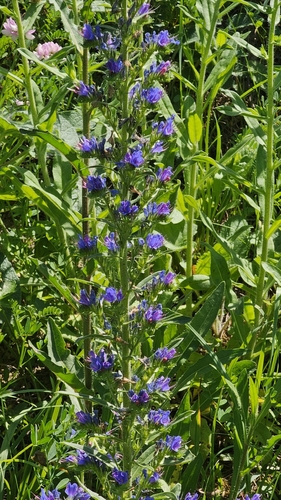 viper's-bugloss