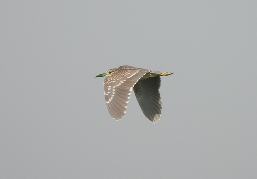 Black-crowned Night Heron