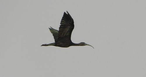 Glossy Ibis
