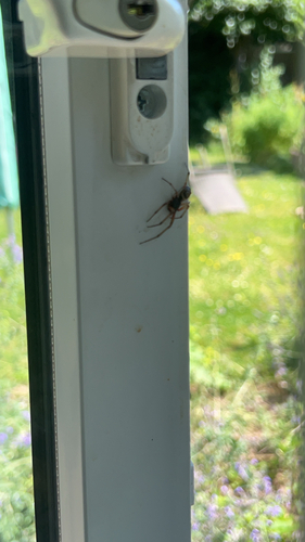 Noble False Widow
