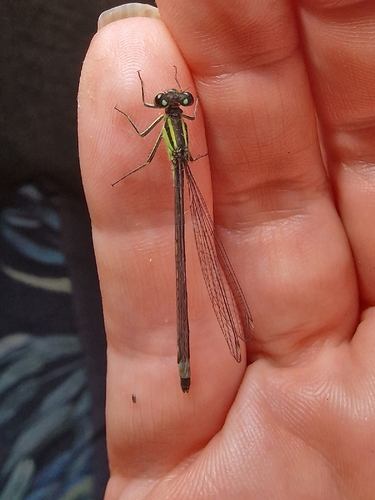 Blue-tailed Damselfly