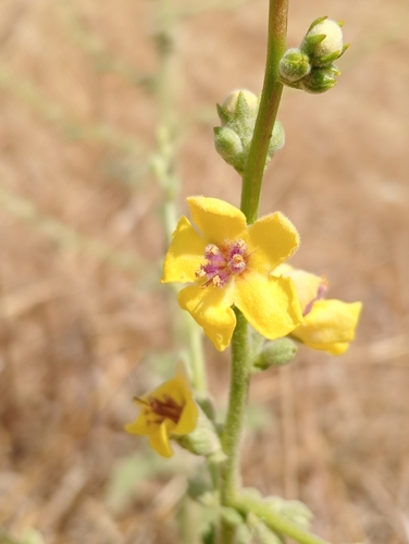 wavyleaf mullein