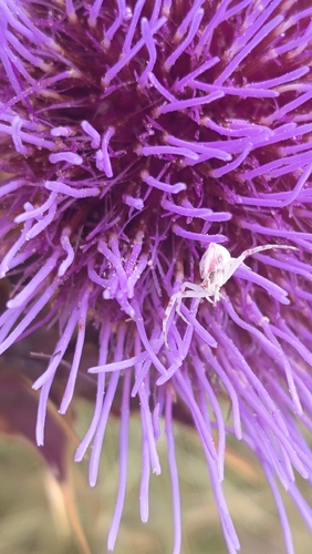 Heather crab spider