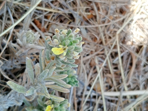Southern Bugle